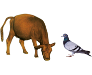 適合鳥類、幼崽